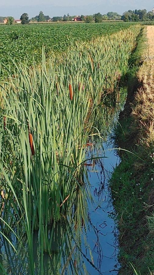 B&B Al Vecio Morer San Donà di Piave Eksteriør bilde